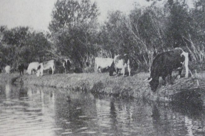 Alberta cow grazing trees 1920