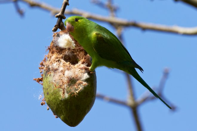 parakeet ceiba fruit