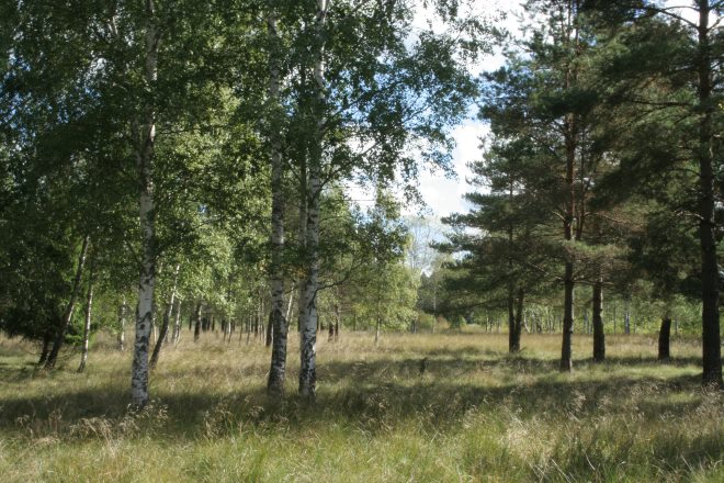 wood-pasture-estonia.jpg?w=660&h=440