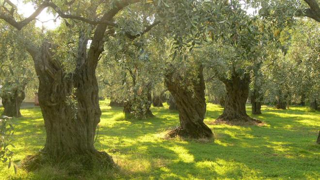 mature-olive-grove.jpg?w=660&h=371