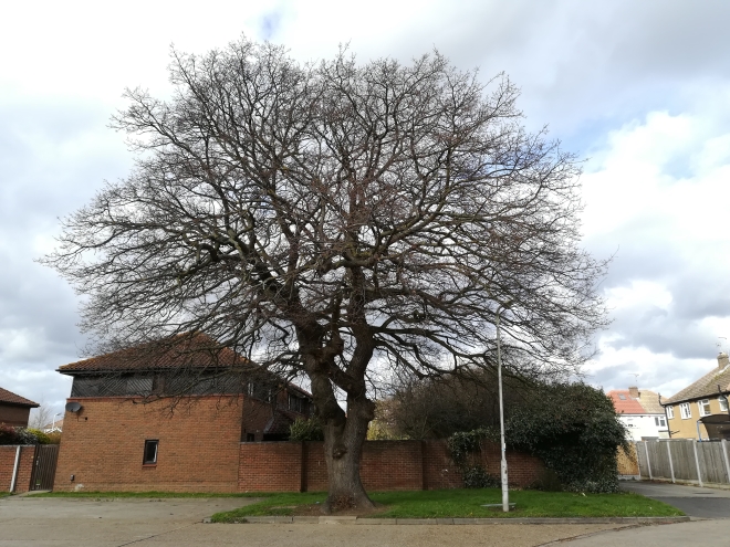 Trees and subsidence - mature unpruned trees